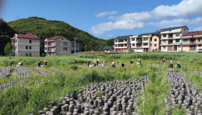 貴州黃平：壩區種黑木耳，生態富農兩相宜
