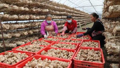 河北平泉：頭茬香菇進入收獲高峰期