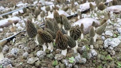 貴州畢節市：改良羊肚菌品種 畝產實現突破