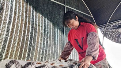 貴州遵義匯川：10余萬棒食用菌搶“鮮”上市