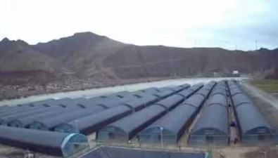 甘肅卓尼：示范基地第一批黑木耳菌棒入棚了