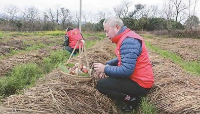 广西桂林：雁山区柘木村赤松茸进入丰产期