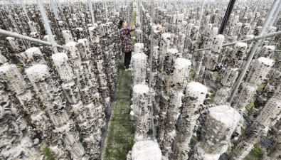 陜西柞水：小木耳做成大產業 總產值超15億元