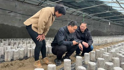 石河子大學：科技特派員服務食用菌高效種植
