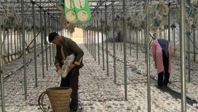 云南省广南县：发展白参菌大规模种植 助农拓宽增收渠道