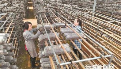 山西垣曲县：食用菌种植规模达1000余万袋