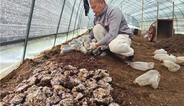 贵州毕节百里杜鹃鹏程街道种植红托竹荪