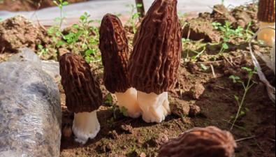云南：昆明市食用菌交易額居全省第一