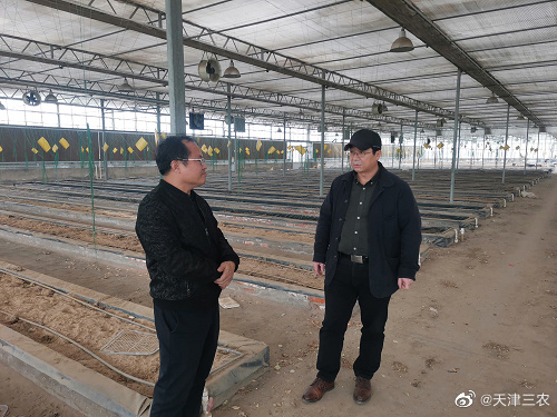 天津市农科院技术干部调研羊肚菌基地