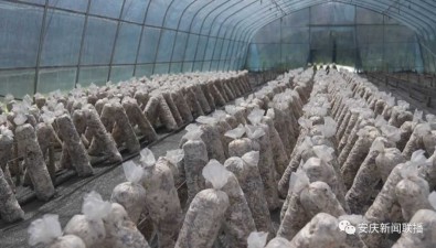 安徽潜山：“书记项目”推动食用菌高质量发展