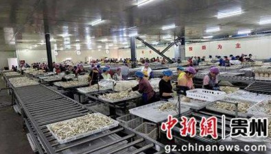 貴州玉屏：2022年食用菌總產(chǎn)值超1億元