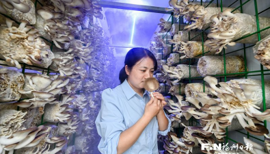 福建羅源縣：菌菇產(chǎn)業(yè)邁進(jìn)4.0時代