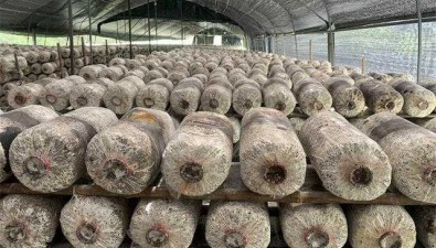 贵州桐梓县：马鬃乡家庭农场生产食用菌，产值达1500多万