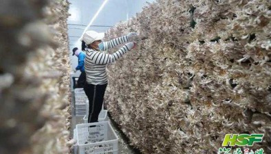 海南东新农场：食用菌基地试投产，年销售将达2100多万