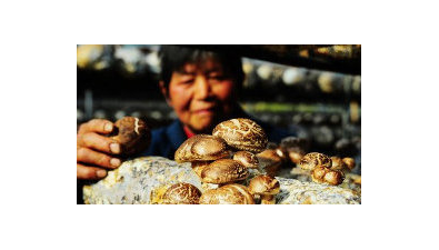 甘肅華池縣：菌光互補示范產業園年產量達148萬斤