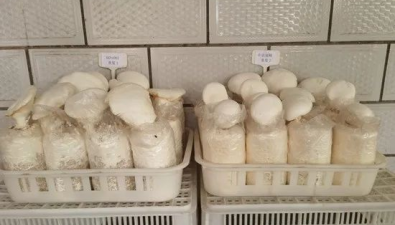 農業農村部2023年首批授權14個食用菌新品種，一半出自河南
