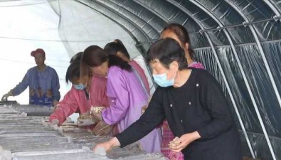 甘肃合水县：何家畔镇培育多元化食用菌产业