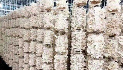 勝利食用菌基地：種植10余種珍稀菌，打造全產(chǎn)業(yè)鏈