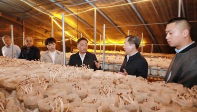 安徽亳州考察團考察清豐縣食用菌產業
