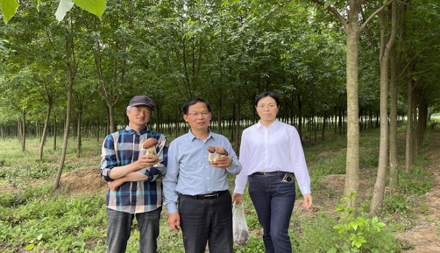 科技特派员调研安徽泗县食用菌产业
