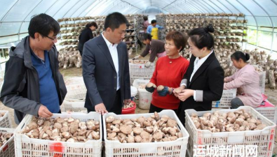山西闻喜县：石门乡食用菌年产值2600万元以上