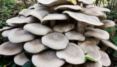 廣西一公園長出巨型野生菇，直徑約1米！