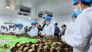 貴州宏臻菌業：建成全球最大黑牛肝菌生產基地