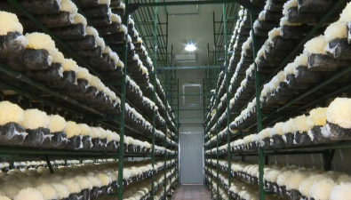 福建古田：食用菌產業不斷邁上新臺階