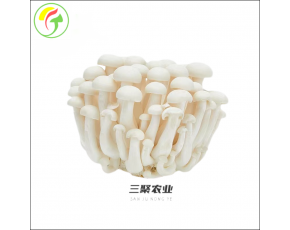 上海三聚农产品有限公司-白玉菇