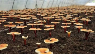 吉林磐石：成功探索食用菌產業發展新模式