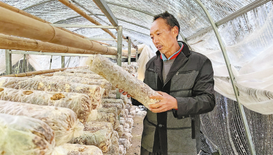 陜西山陽縣：小庭院種香菇，變身增收園