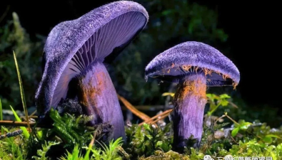 带你看彩色蘑菇——紫色系