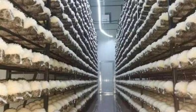 寧升綠康：科技賦能，年產食用菌10000多噸