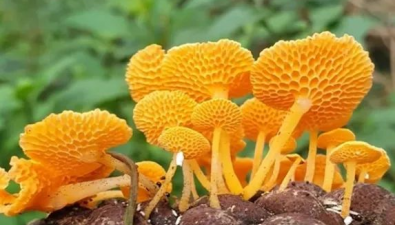 带你看彩色蘑菇——黄色系
