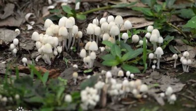 带你看|彩色蘑菇——白色系