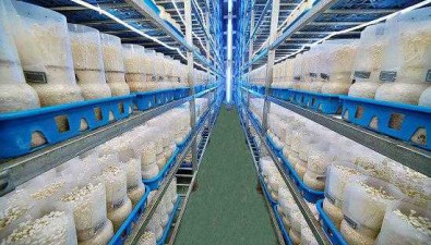 微生物農業“九增五不爭”，成未來農業新藍海