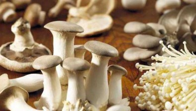 食用菌繁殖體
