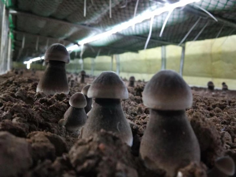 黑皮鸡枞菌鲜菇，当天采摘，当天发货