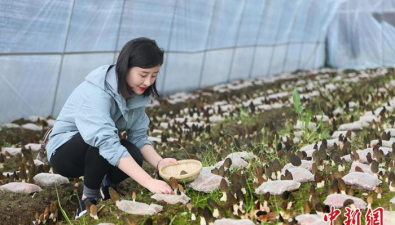 甘肃徽县：“稻菌轮作”，建成羊肚菌种植大棚600座