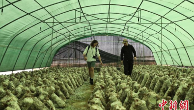 四川广元：国际媒体人参观徐家村食用菌产业园