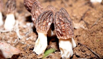 贵州毕节：林下反季节羊肚菌种植试验成功