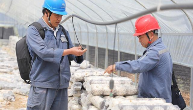 贵州兴仁：电力服务从“好”到“优”赋能食用菌