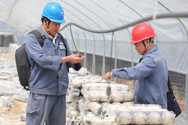 贵州兴仁：电力服务从“好”到“优”赋能食用菌