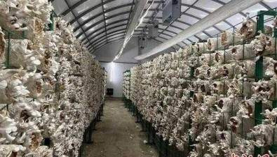 新贛食用菌：計劃打造特色產業園