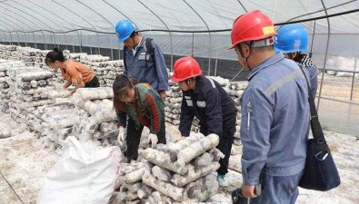 東西部協作食用菌項目基地：陸續新建321個智能大棚