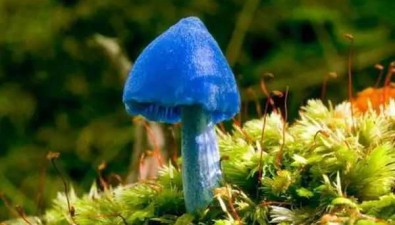 带你看|彩色蘑菇——蓝色系