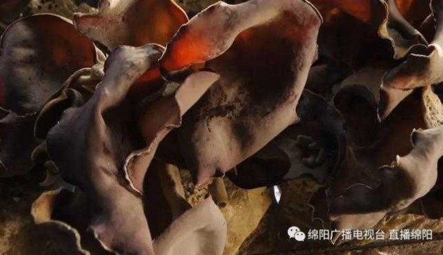 四川绵阳：安州区桑枣镇10万袋毛木耳丰收了