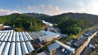 四川廣元市：利州區加快食用菌園區建設