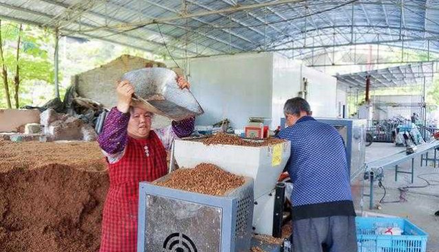 貴州石阡縣：花橋鎮食用菌農場出菇近30萬斤