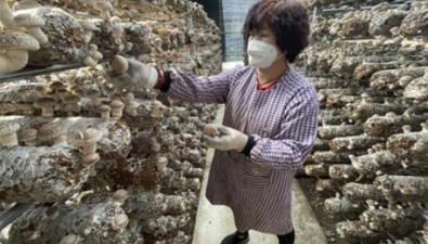 青海西寧：李家山鎮(zhèn)食用菌示范園頭茬香菇豐收了